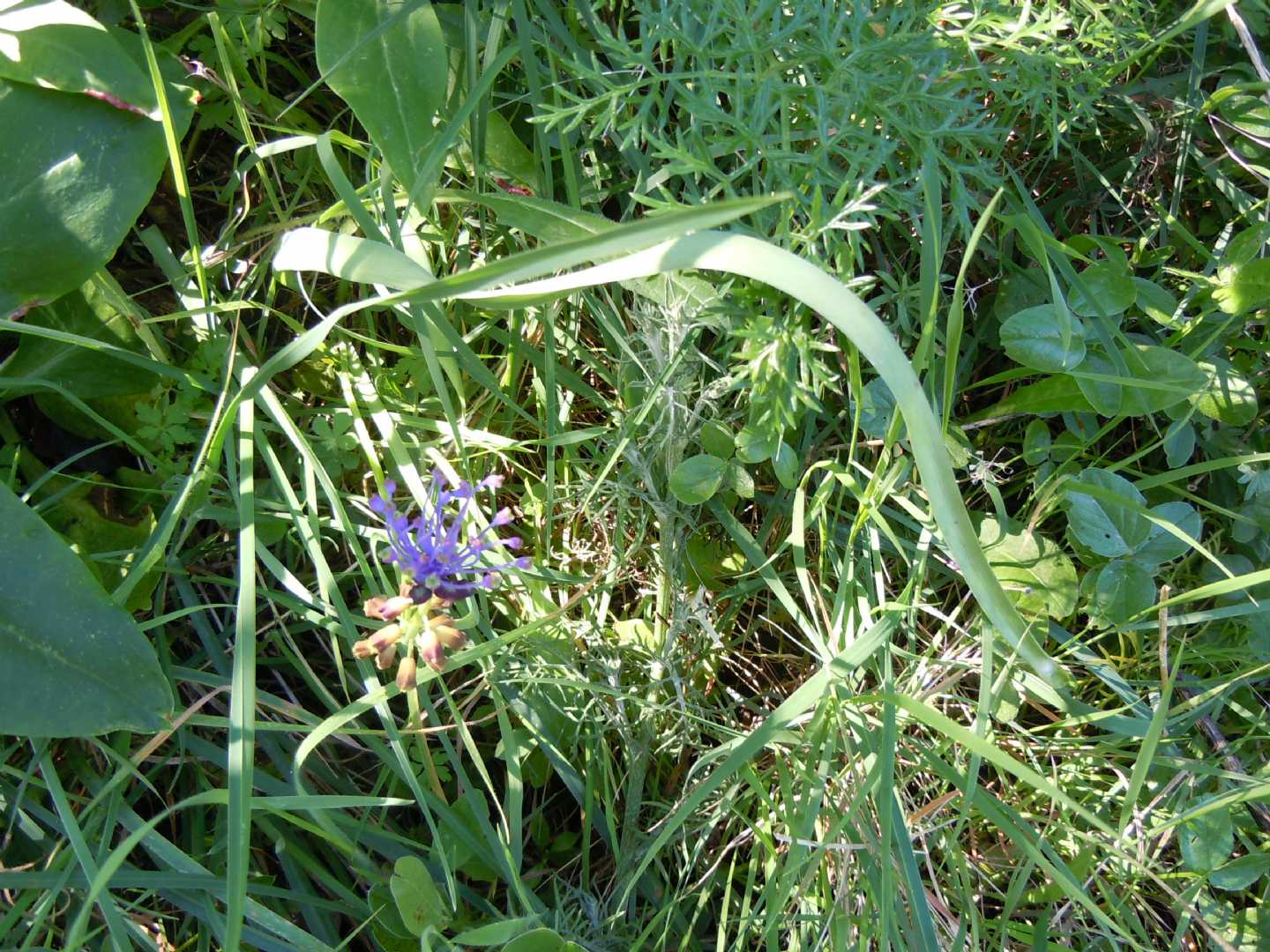 dalla costiera sorrentina - Muscari comosum